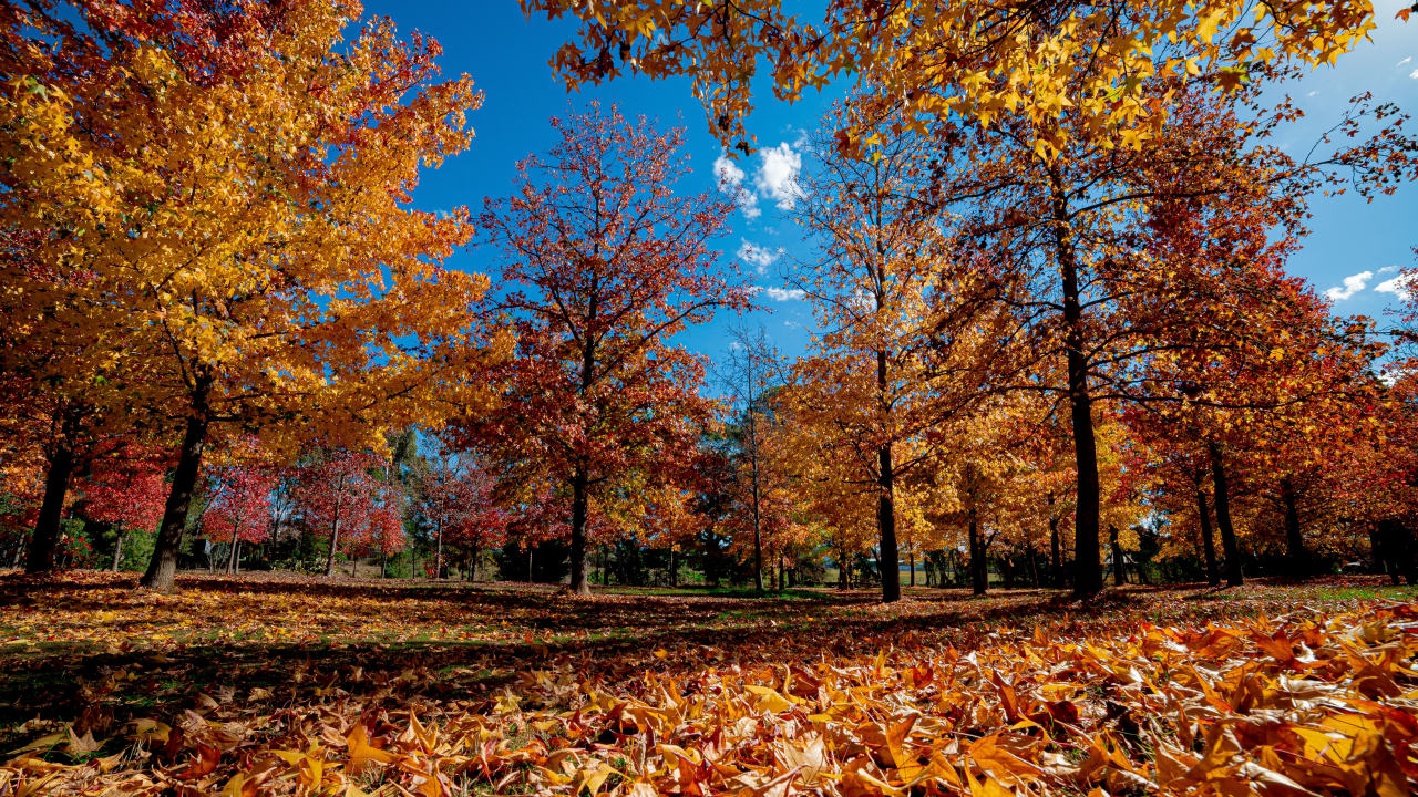A glorious sunny autumn day with the foliage in vibrant colours of red, yellow and orange at the Valley of Liquid Ambers.