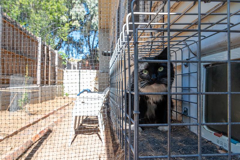 A black and white cat enjoys the sunshine from the safety of their outdoor cat enclosure
