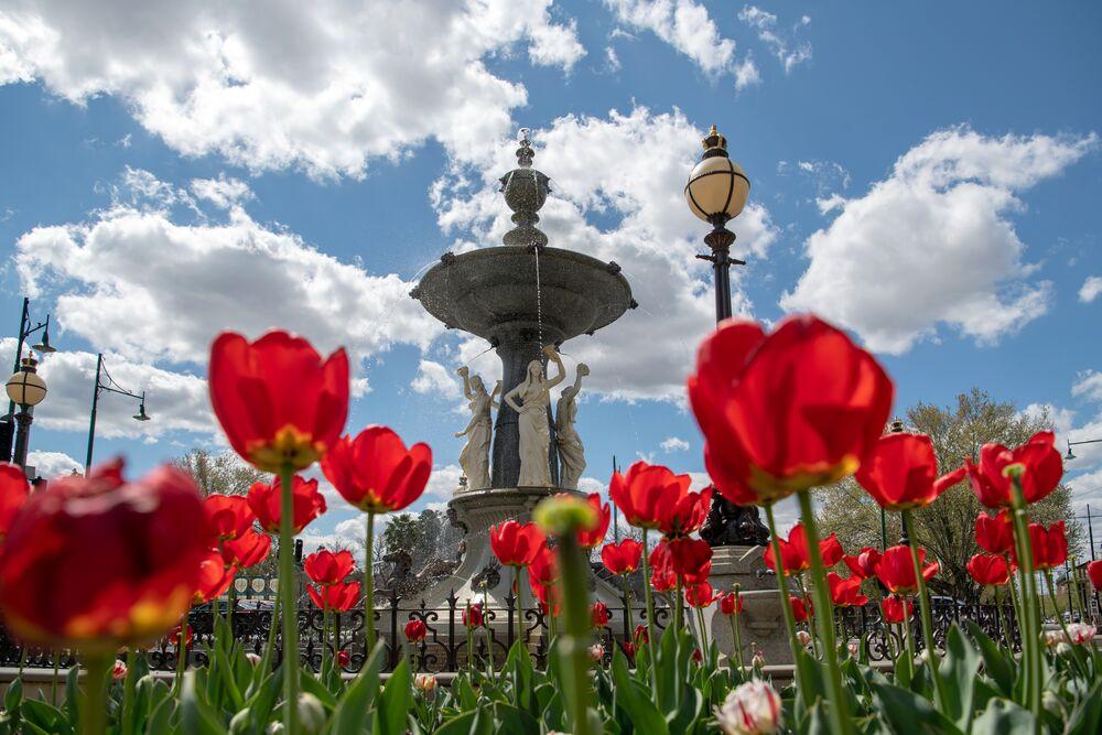 Red tulips with the historic Bendigo fountain in the background