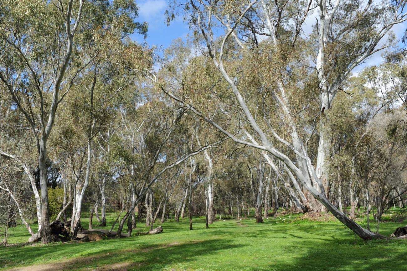 Kangaroo Flat Reserve 3578