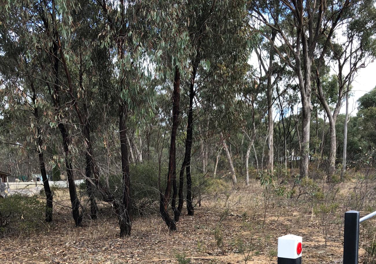 a bush reserve with bollards in front