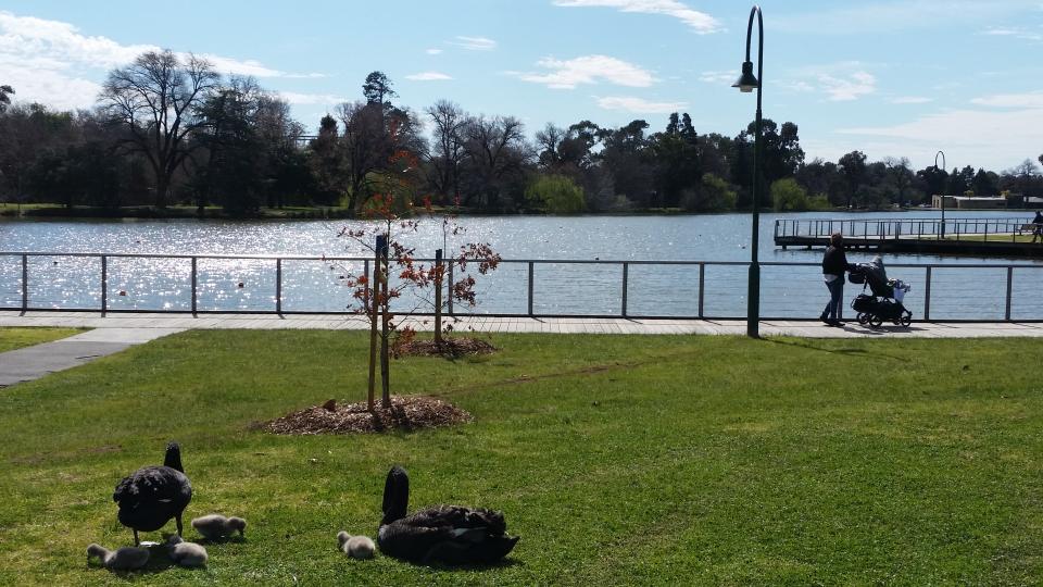 Swans and a parent with a pram at Lake Weeroona
