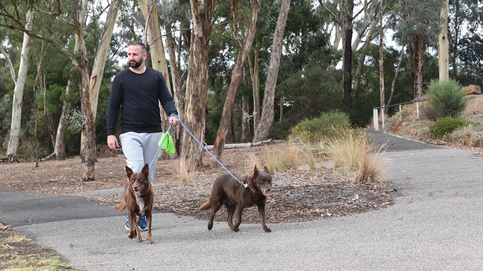 Man walking two brown dogs
