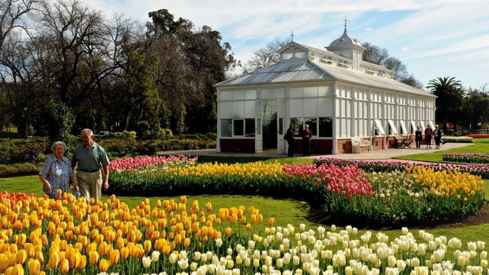 A colourful display of tulips in the spring in front of the heritage conservatory in Rosalind Park.