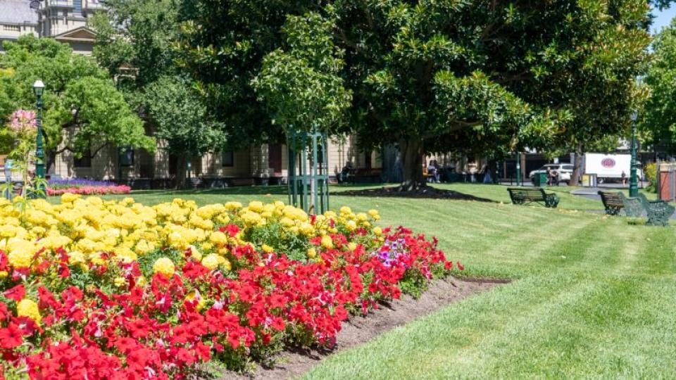 Flowers at Civic Gardens