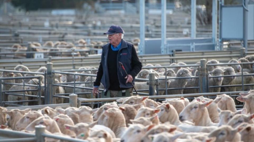 Employee walking past a group of sheep at the Bendigo Livestock Exchange