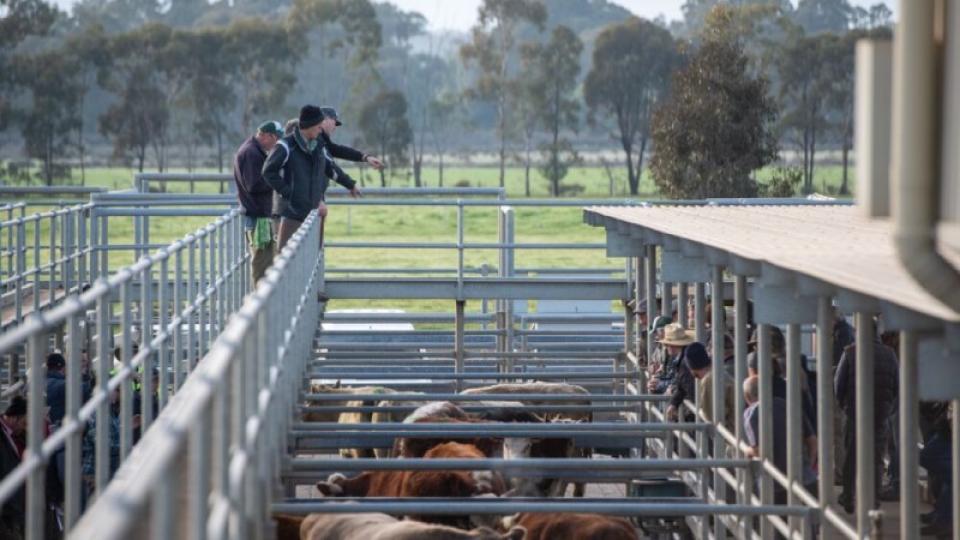 Employees talking whilst leaning over a fence at the Bendigo Livestock Exchange