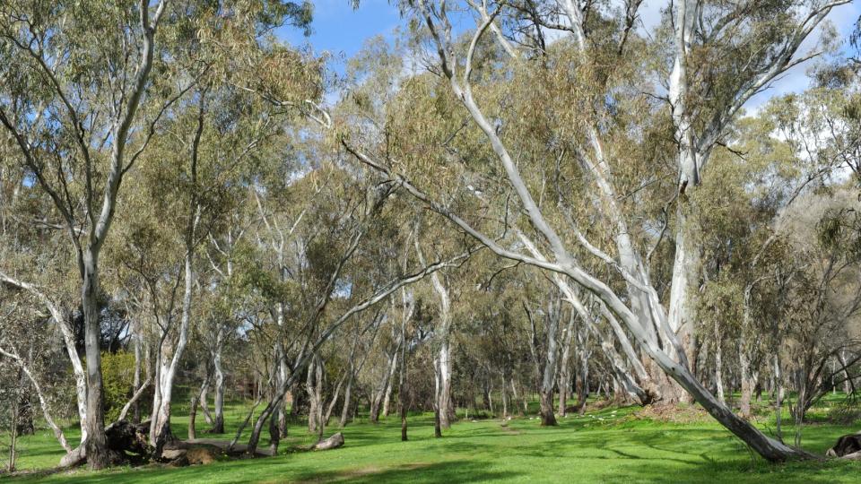 Kangaroo Flat Reserve 3578