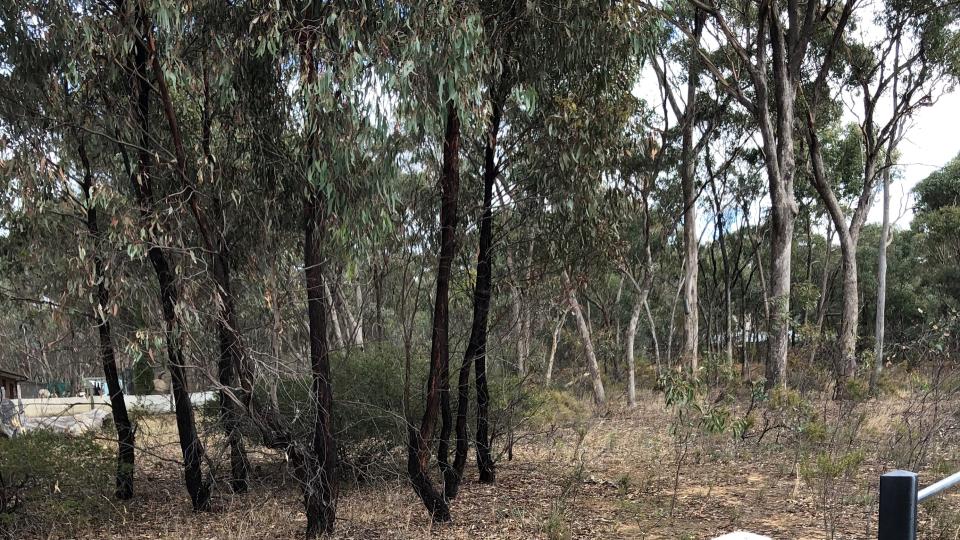 a bush reserve with bollards in front