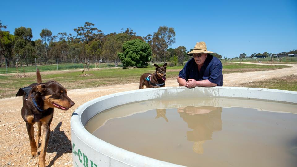 A man and two dogs near a large concrete water trough